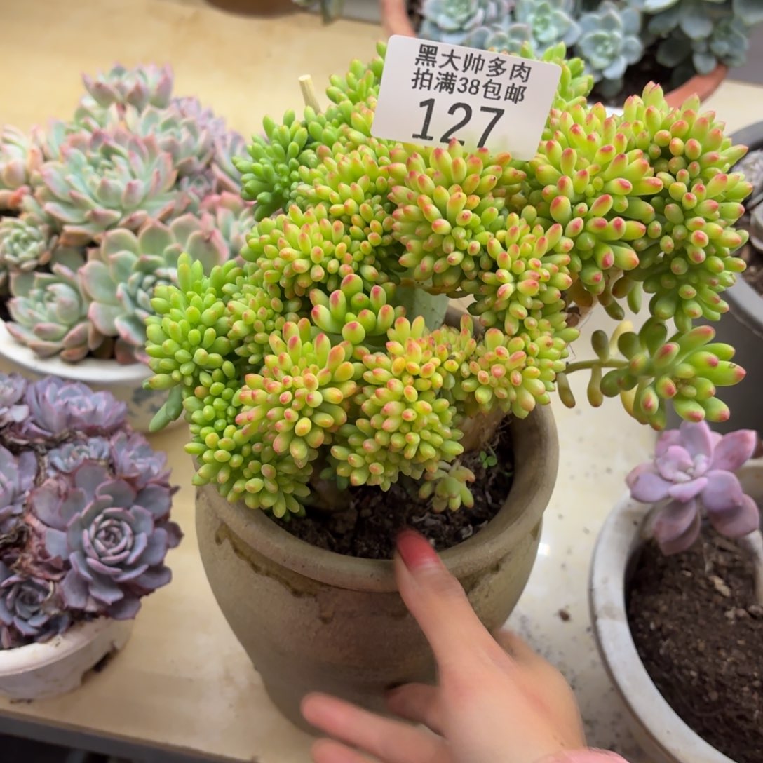 一****黑大帅多肉127春萌缀