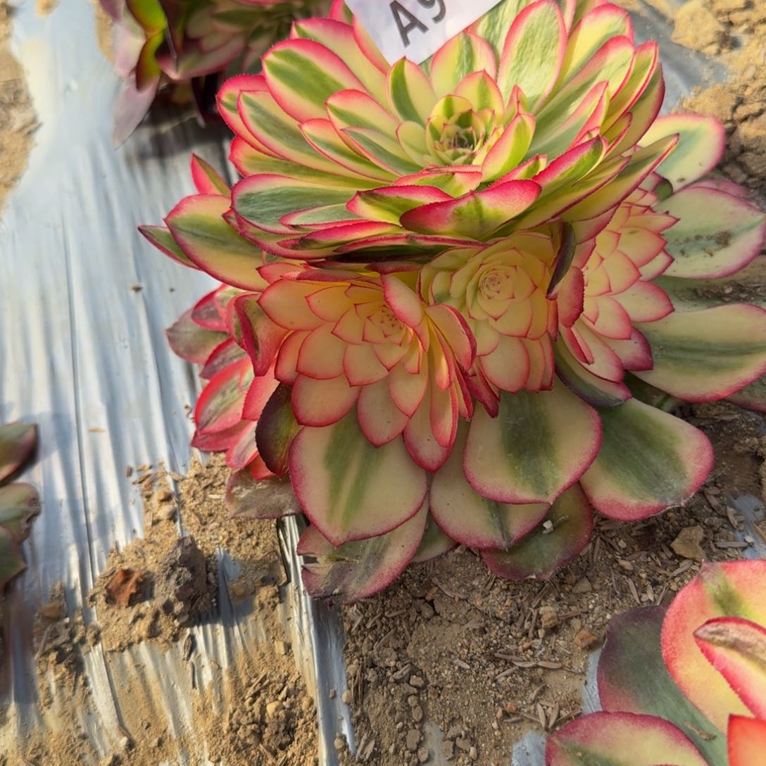 919荔枝。多肉植物