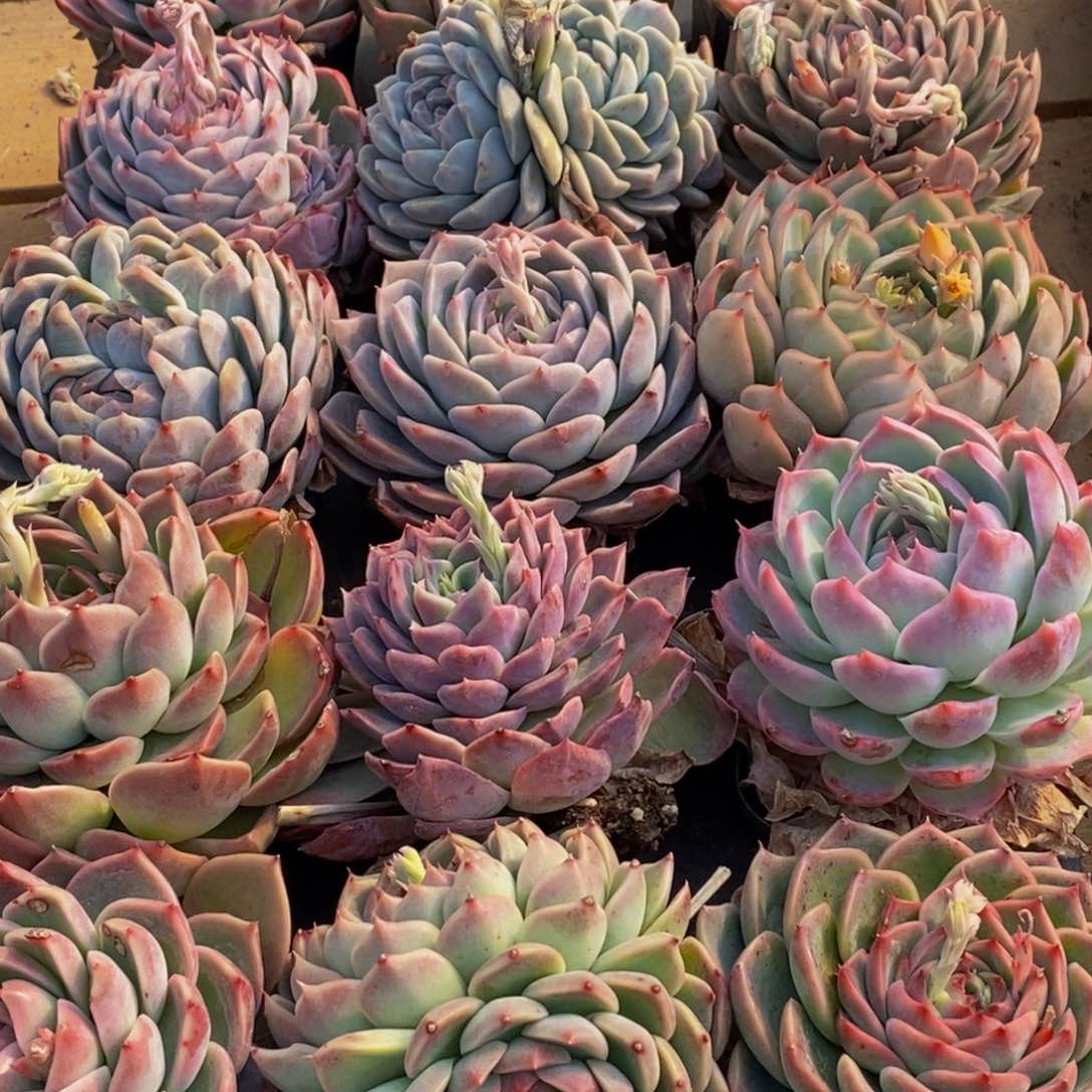 709的人生态度是一