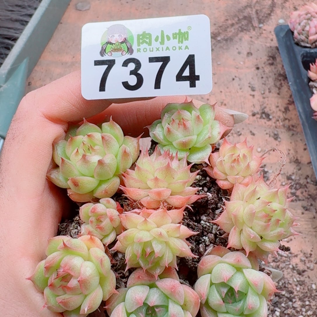 多肉植物多肉植物