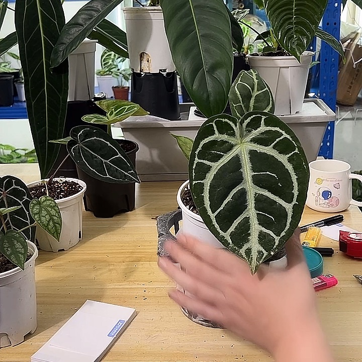 无花朵粗脉盾叶水晶花烛