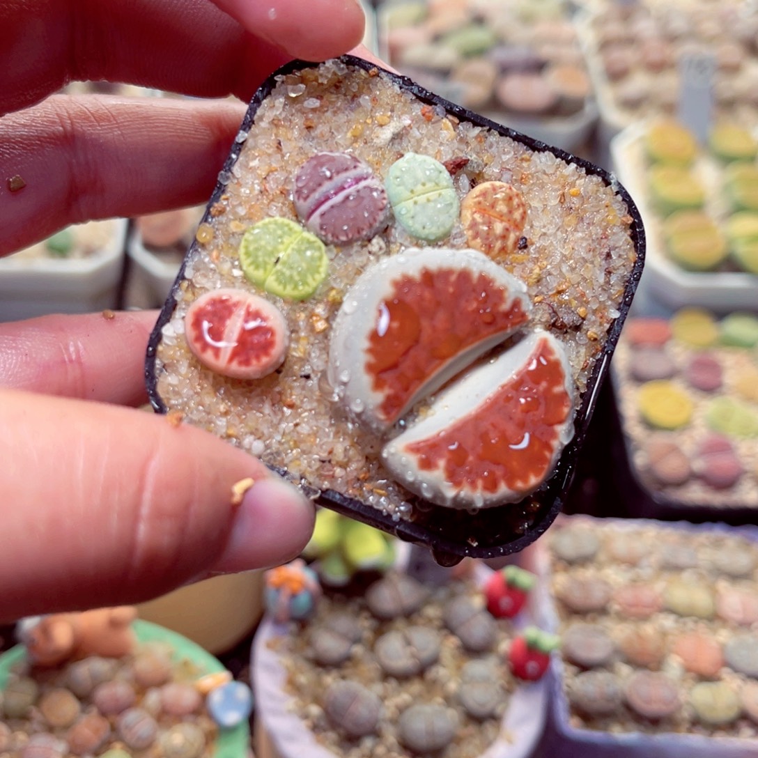 310号带盆盆包邮发货