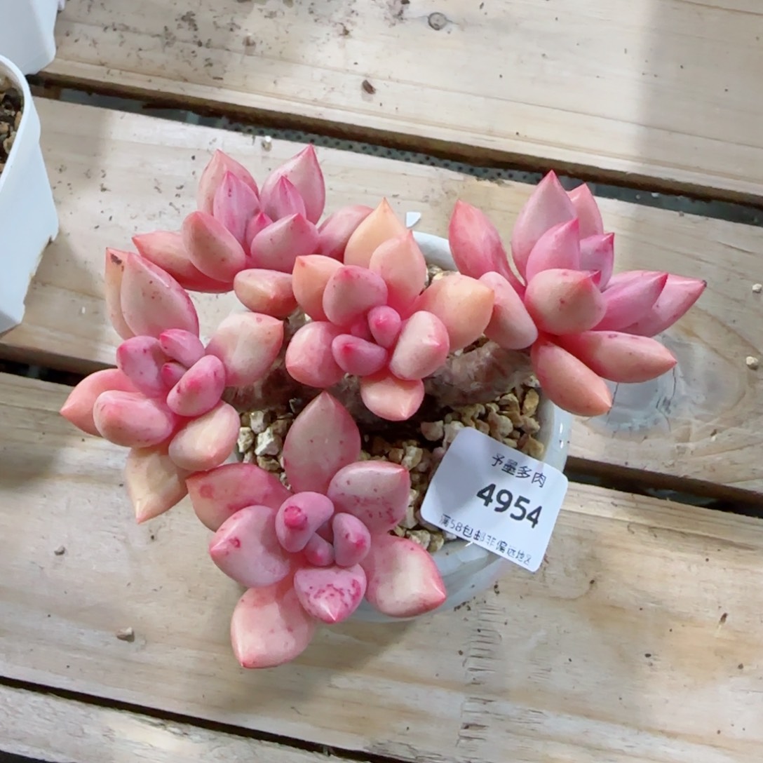 桃花源无砍，4954多肉