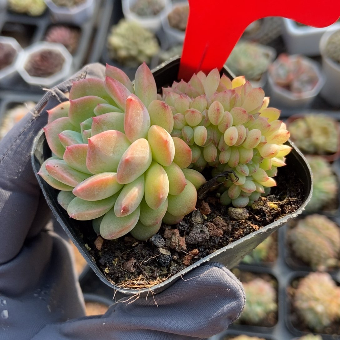 1962干冰缀多肉植物保护