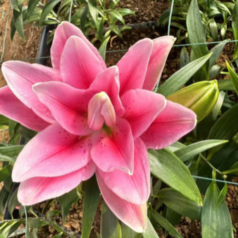 重瓣百合粉3支（一支4个花苞）