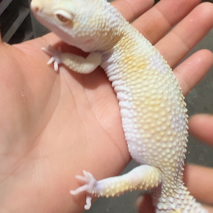 W***L豹纹守宫72小时加热包加成体