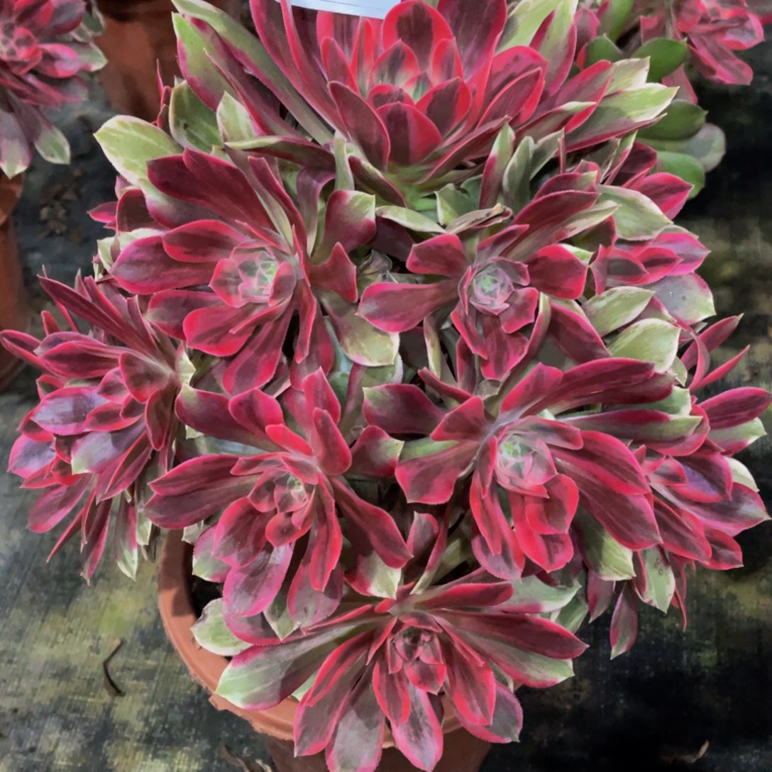 201浣纱111111多肉