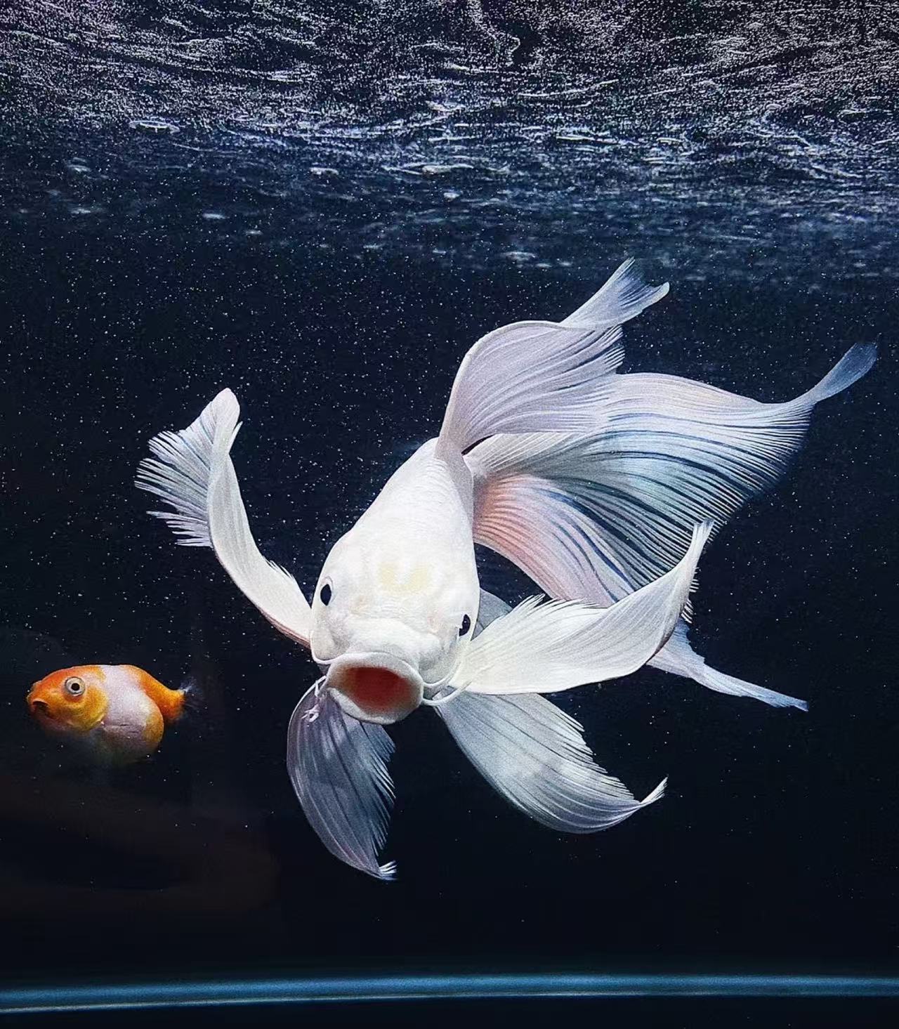 35 - 50公分普身长尾白蝴蝶鲤冷水观赏鱼好养耐活淡水鱼