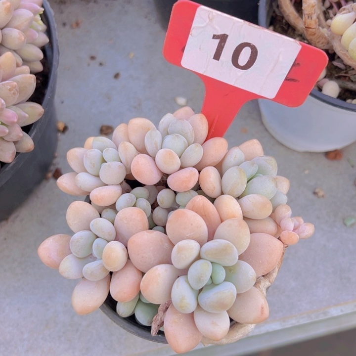 健健康康平平安安