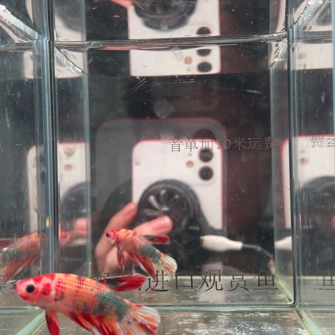 斗鱼印尼精品斗鱼107