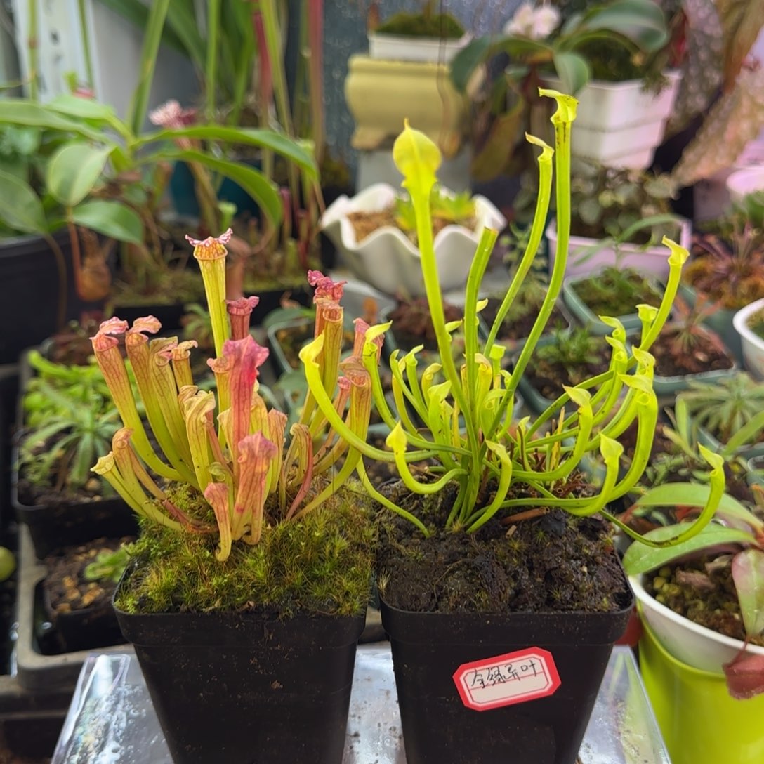 »***玉完全开放一物一拍2棵瓶子草