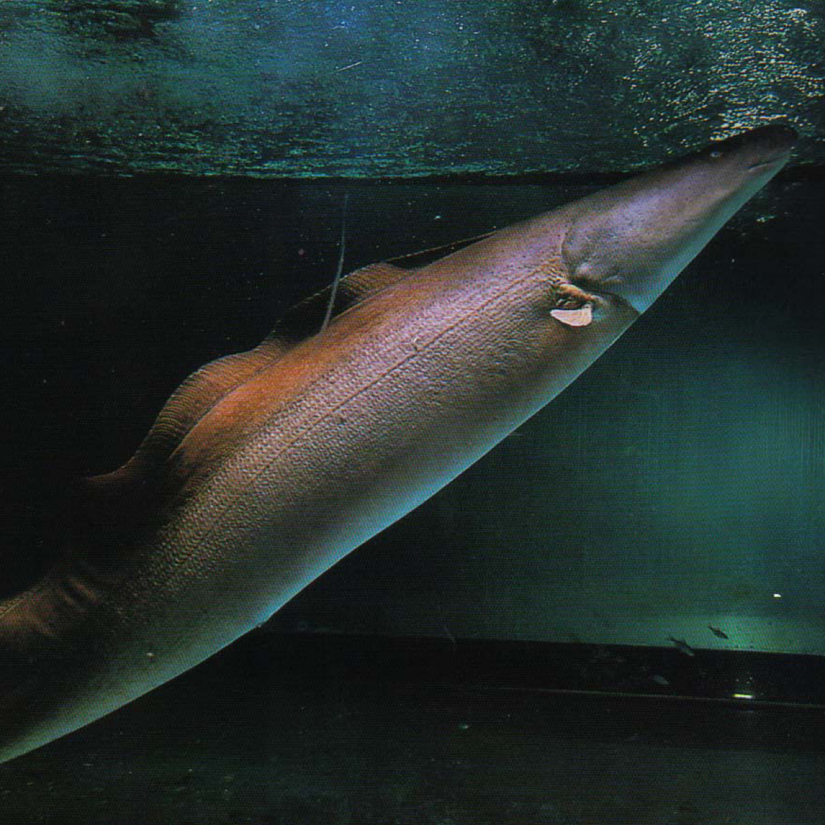 反天刀尼罗河魔鬼凶猛鱼大型食肉鱼热带鱼活体观赏鱼