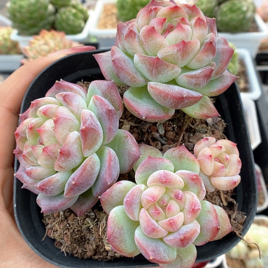 糖心珍妮群生可拍960号。