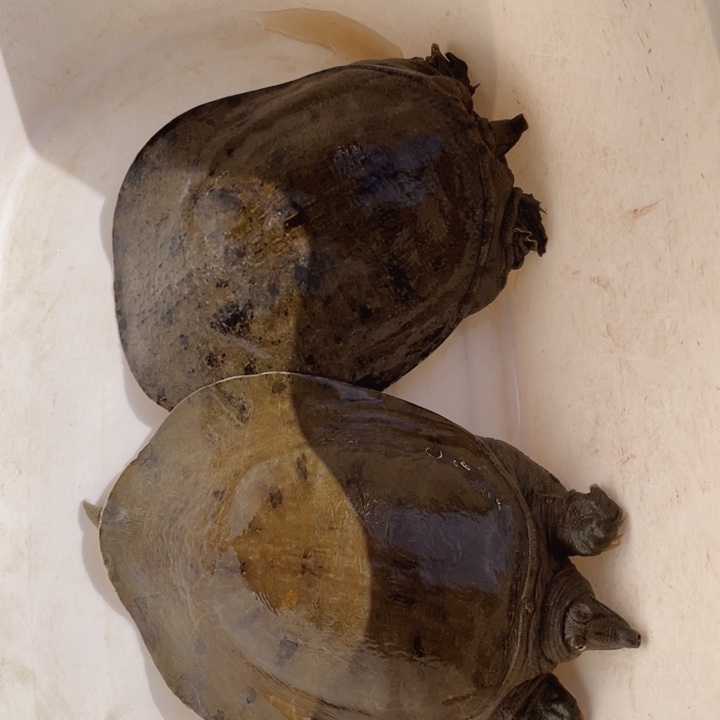 中国大陆福利鱼包活不退换