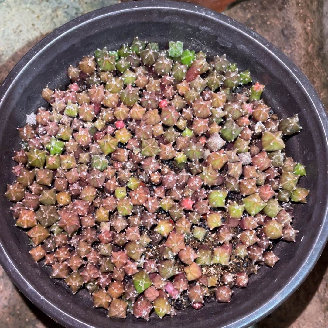 实生鸾凤玉锦/盆 仙人球