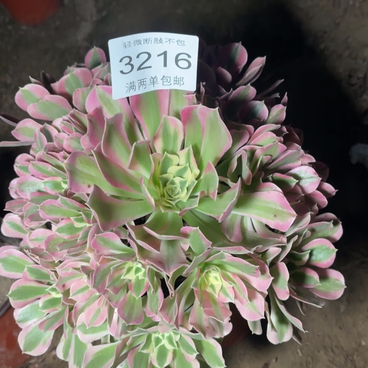 3216白凤的人多肉的