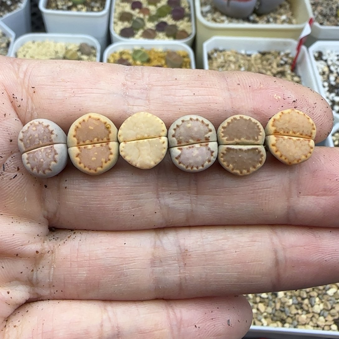 495饼干清框福利30包邮