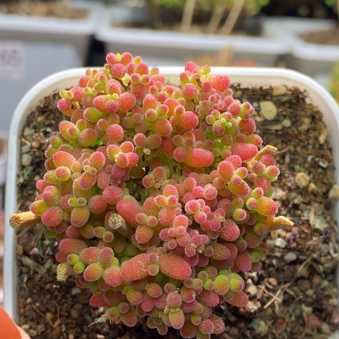 蜜桔糖球枝干番杏A623