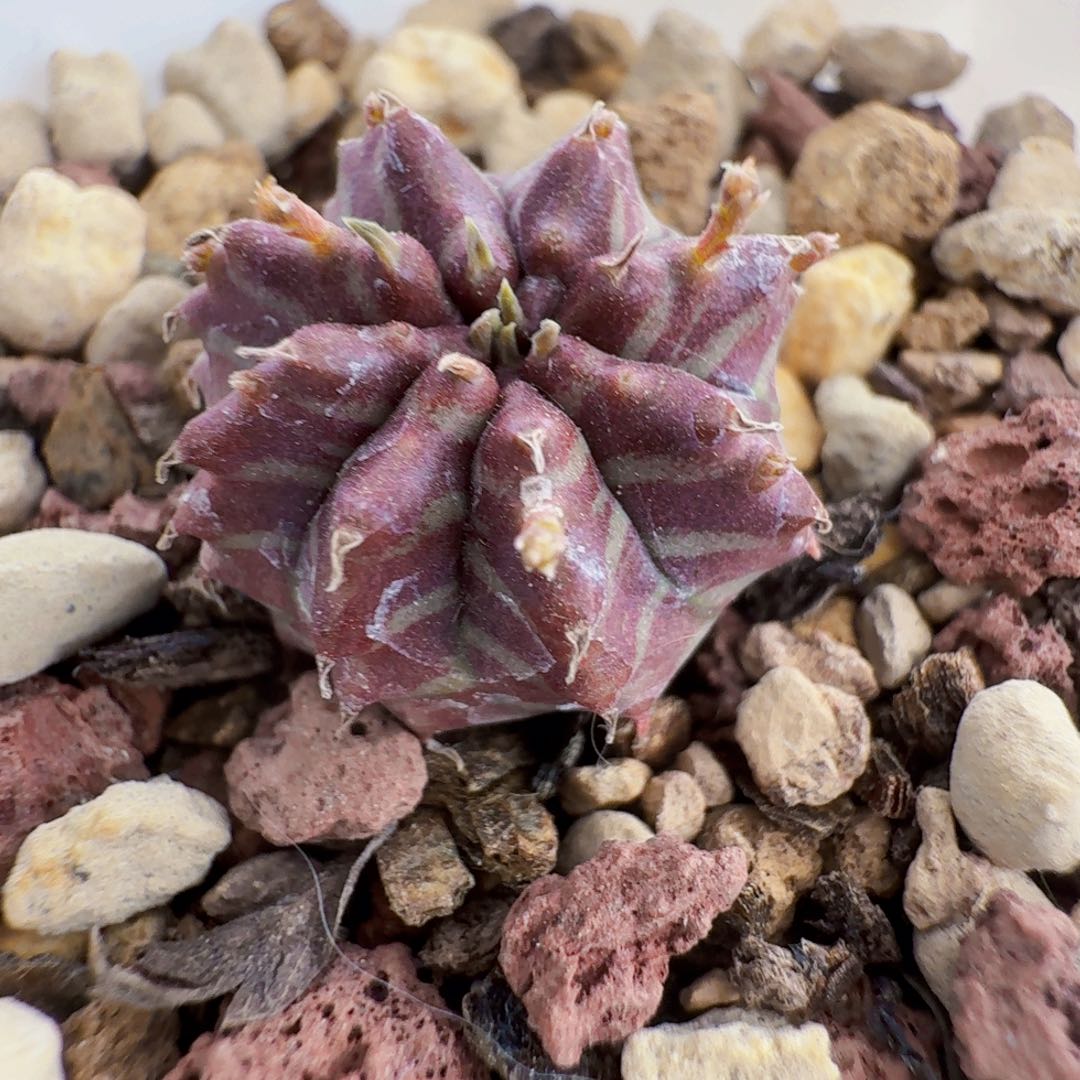 实生血斑法利达一颗81