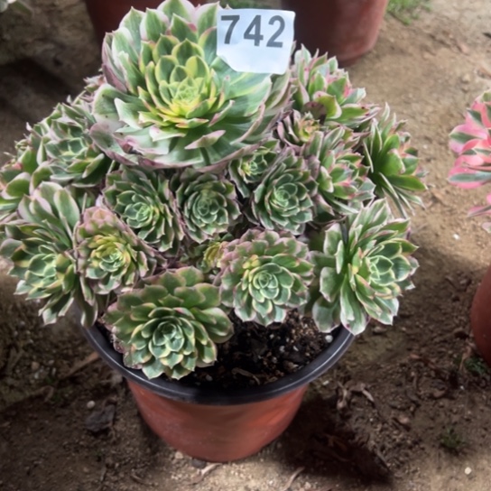 742海王多肉植物花花