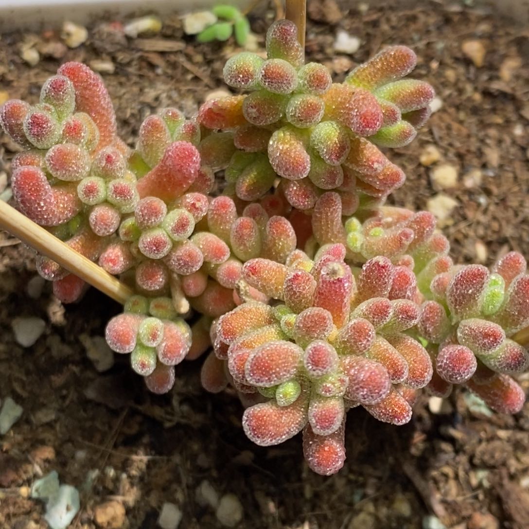 冰红枝干番杏G102