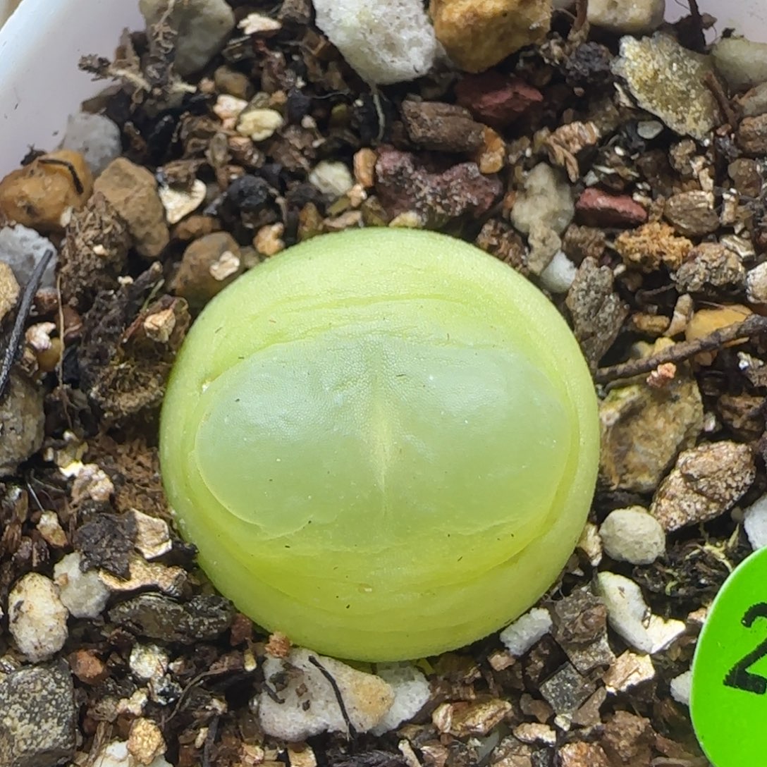 拉登漂亮多肉植物226