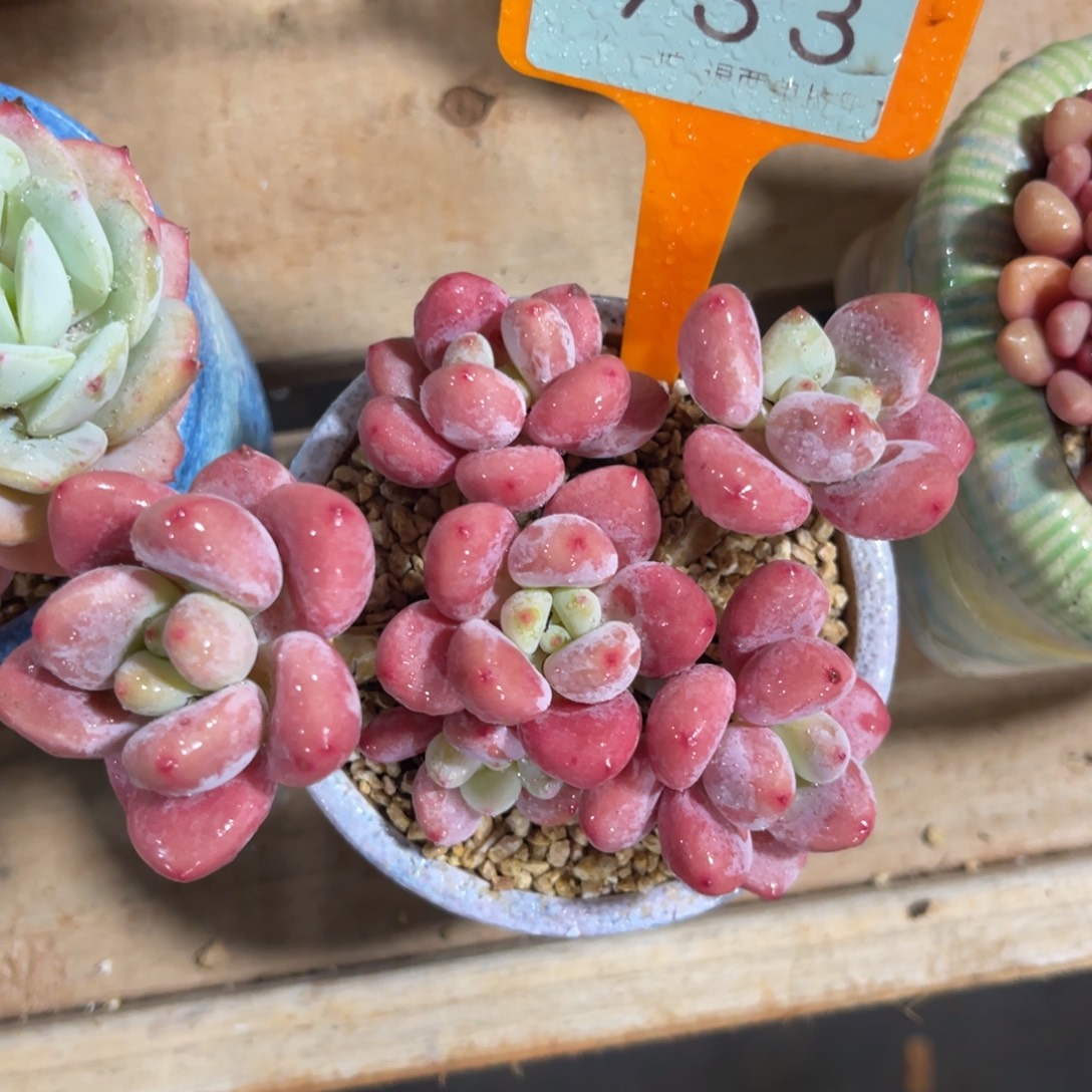 云尘多肉一物一拍933不含盆