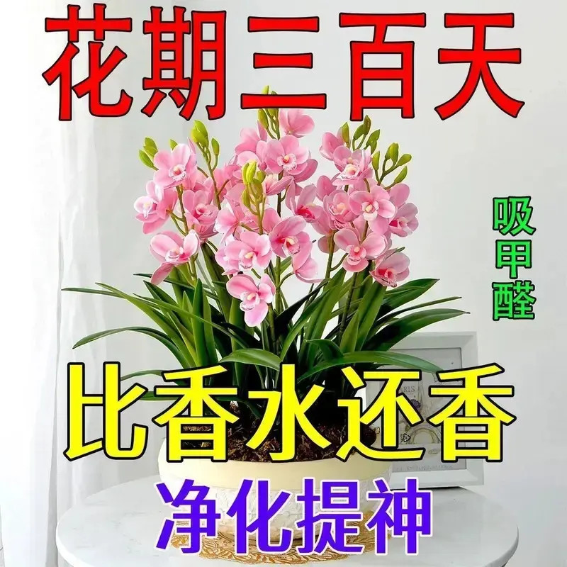 【秋季热卖】四季开花新品梦香兰重瓣花浓香型花卉植造景养种球盆栽