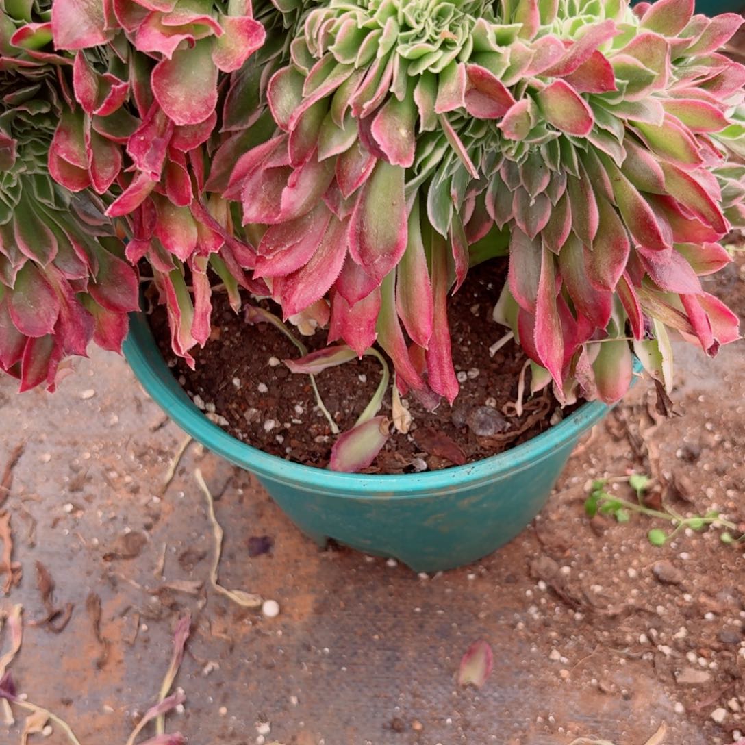 我493 号多肉法师特价不支持退货