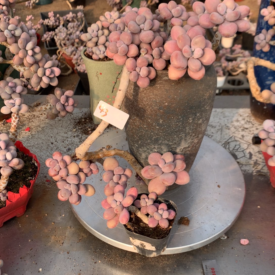 澜***桃蛋老桩不带盆43号