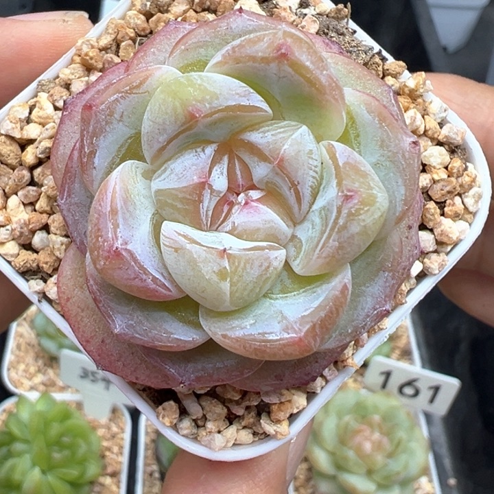 187号脆啵啵晗雨多肉
