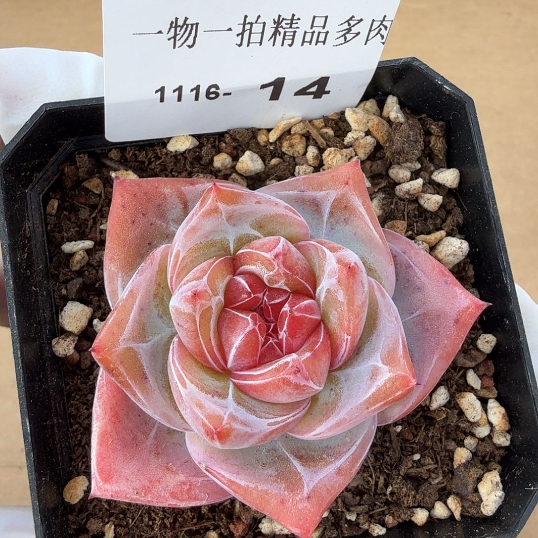 1116-14单颗多肉珍妮