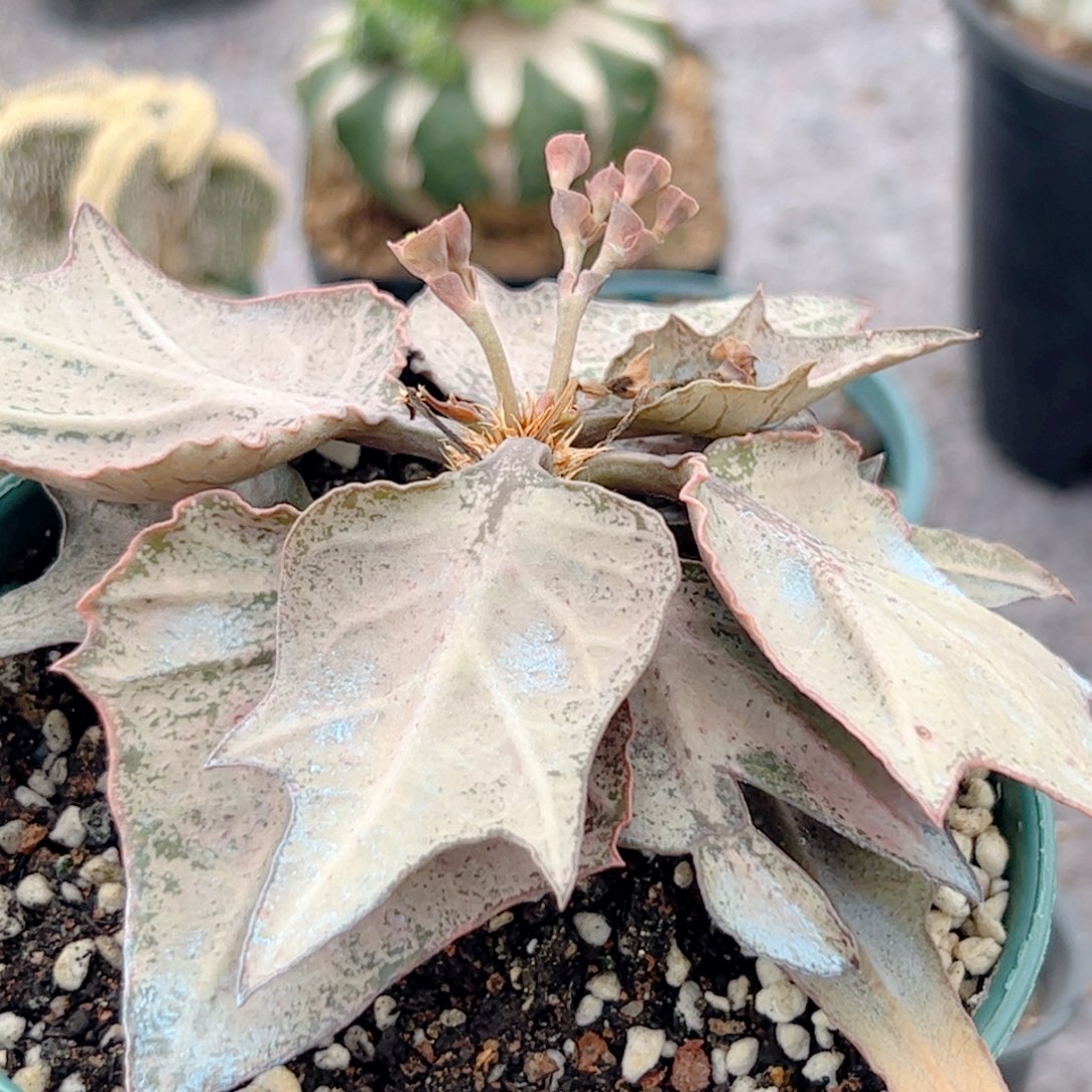 枫叶麒麟实生块根