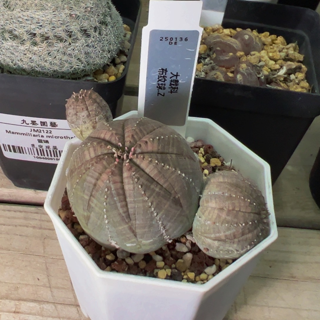 布纹球多肉植物带盆土