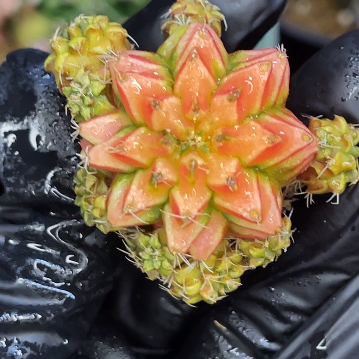 橘色汽水 一物一拍。 