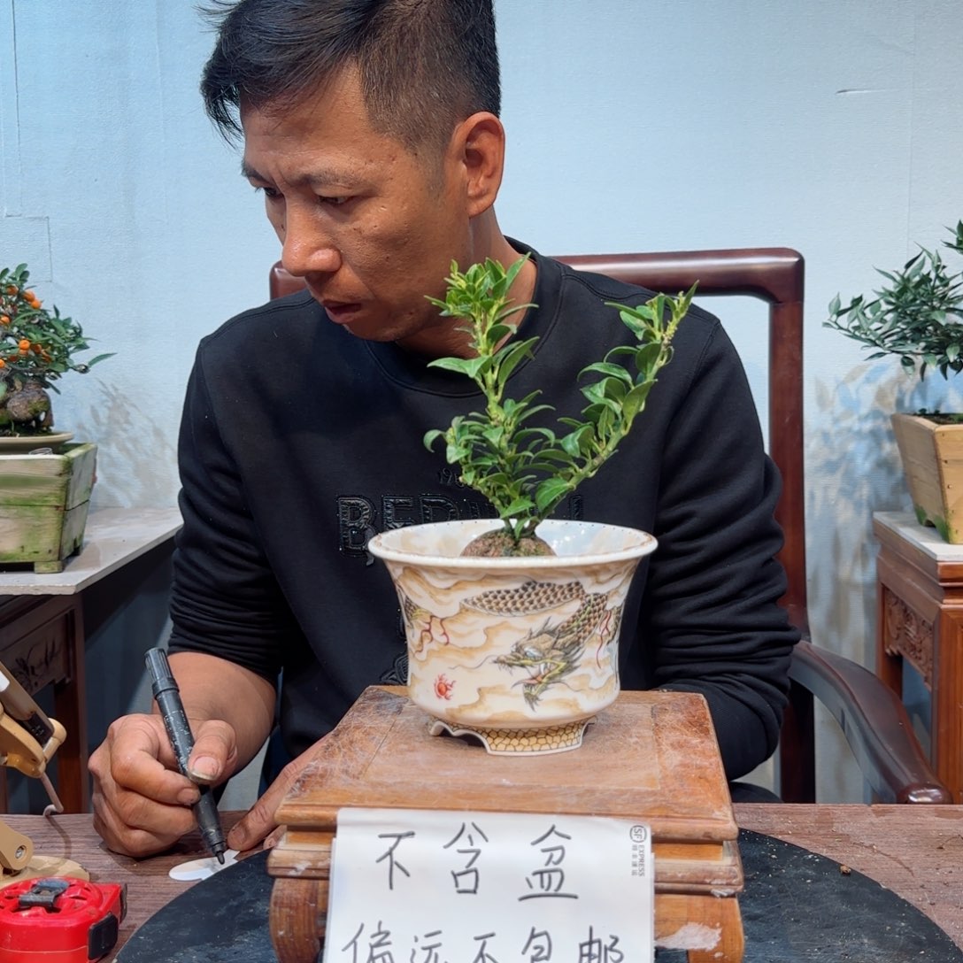 当前无花朵，栽培后可花朵0**0