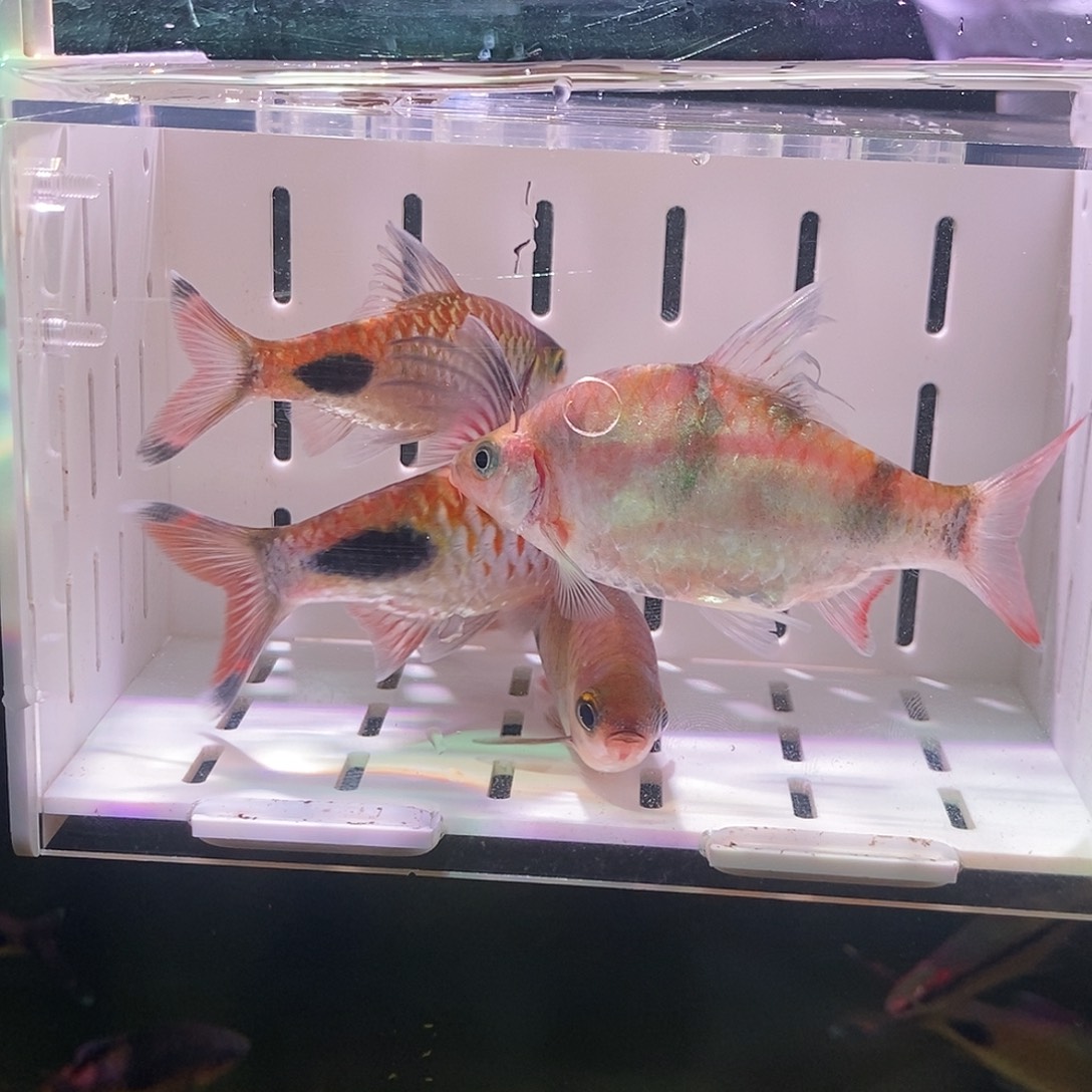 七彩神仙鱼紫红两点鲫 7-12拉丝公