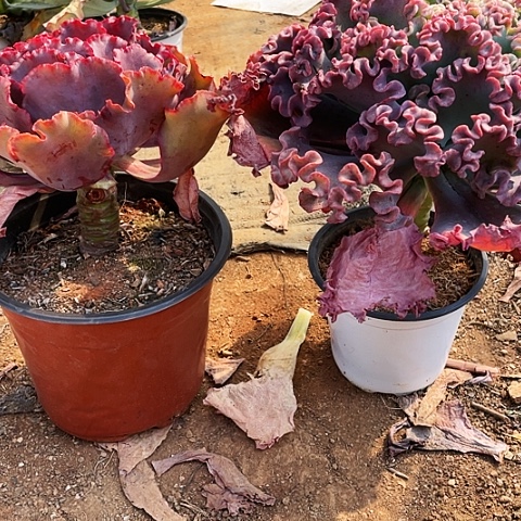 沈*端4号包菜系列2棵