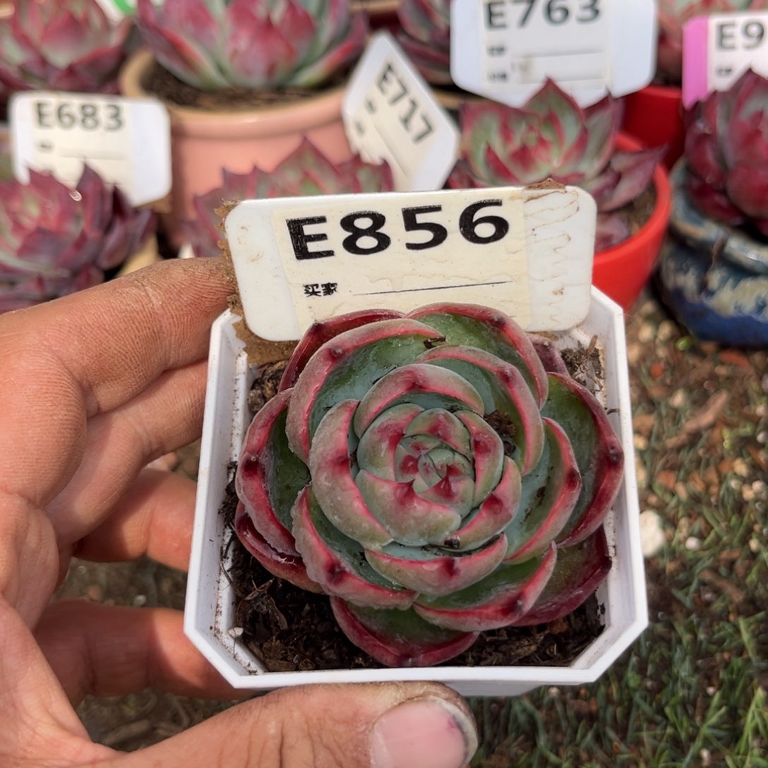 惊鸿一瞥856号多肉