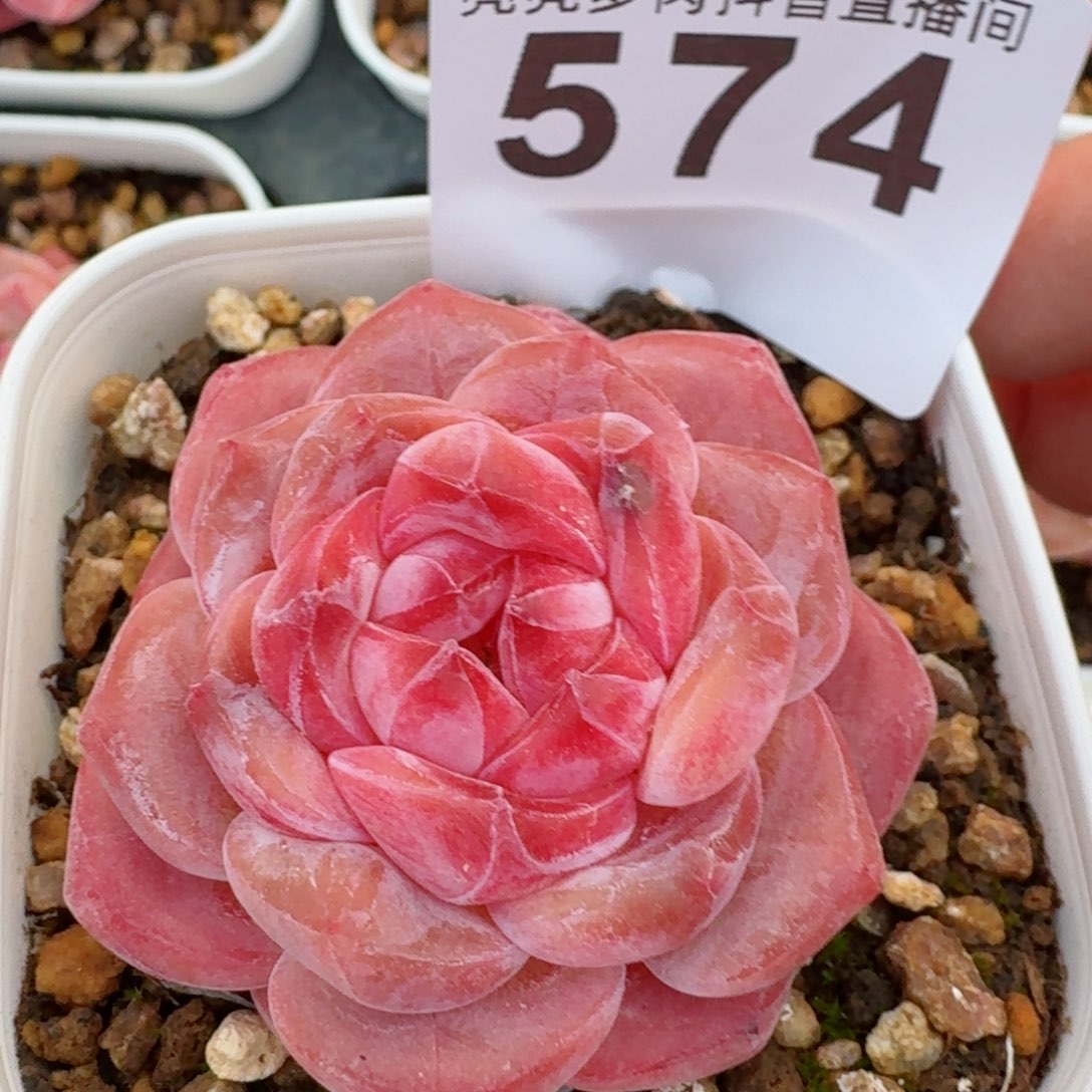 冰魄         精品多肉