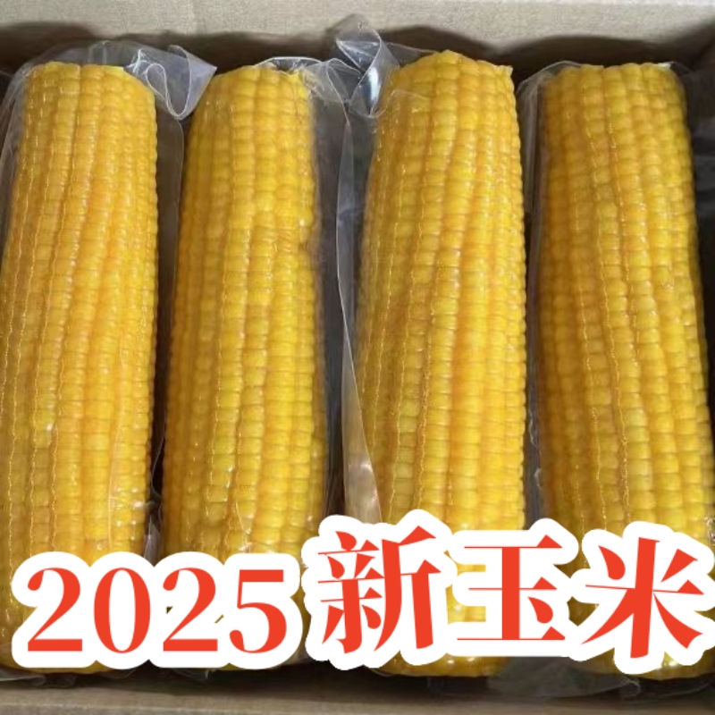 【25年新玉米10棒装】东北黄糯玉米真空包装 黑龙江粘苞米
