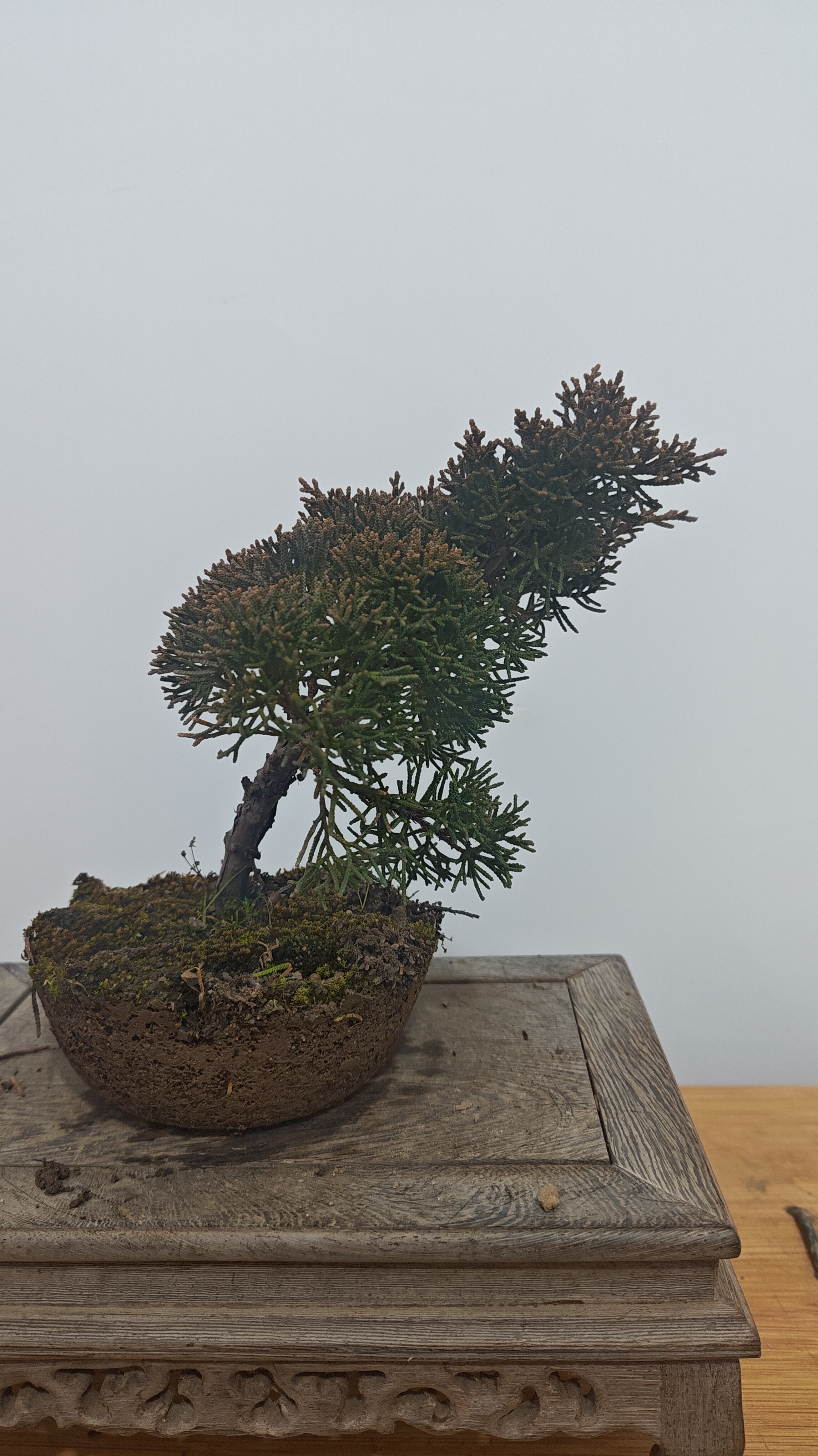 济州真柏小品素材