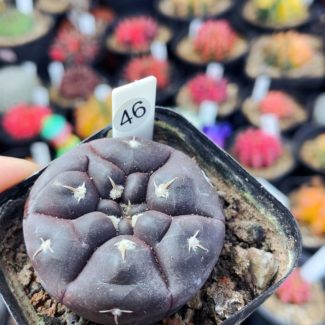 非偏远地区满25包邮仙人球