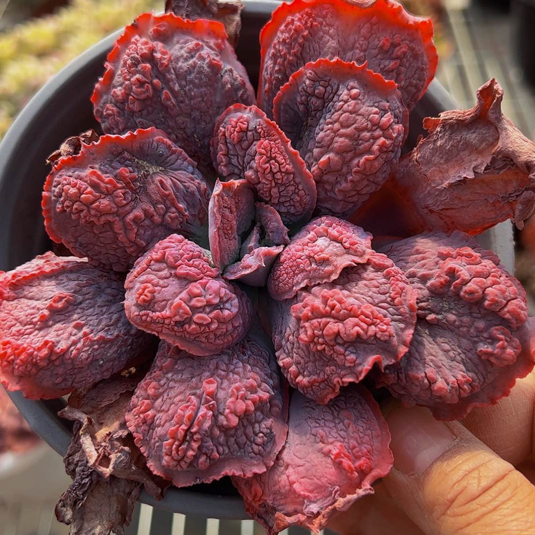 狂野男爵大单头多肉