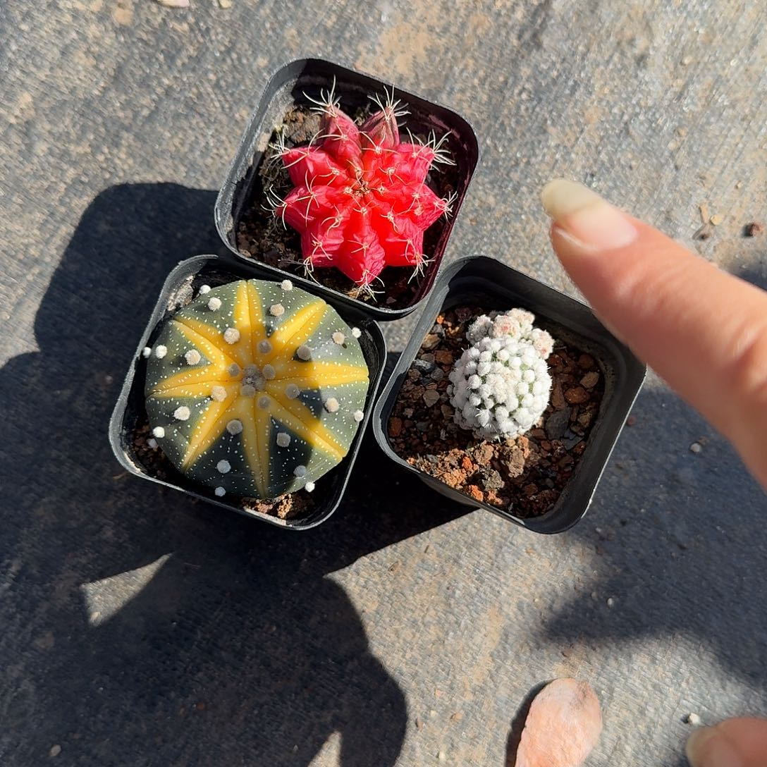 三颗仙人球多肉植物