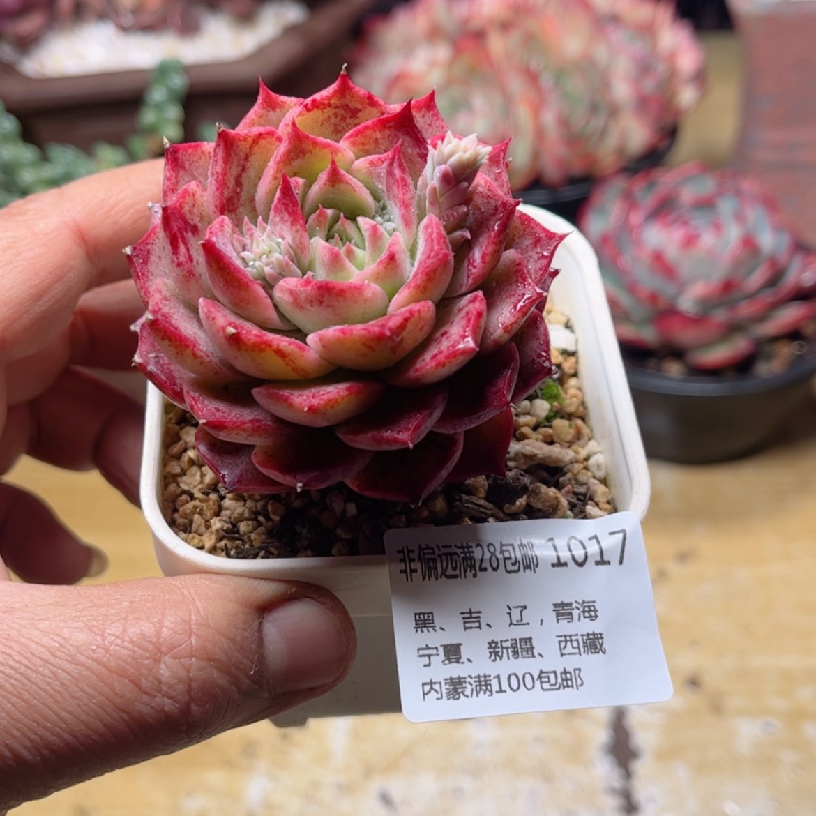 【闪购商品】1017小海螺