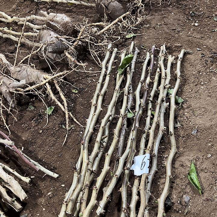 50公分左右叶仙枝条12根编号62