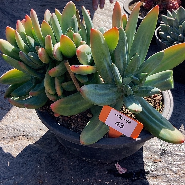 43 一物一拍不退不换