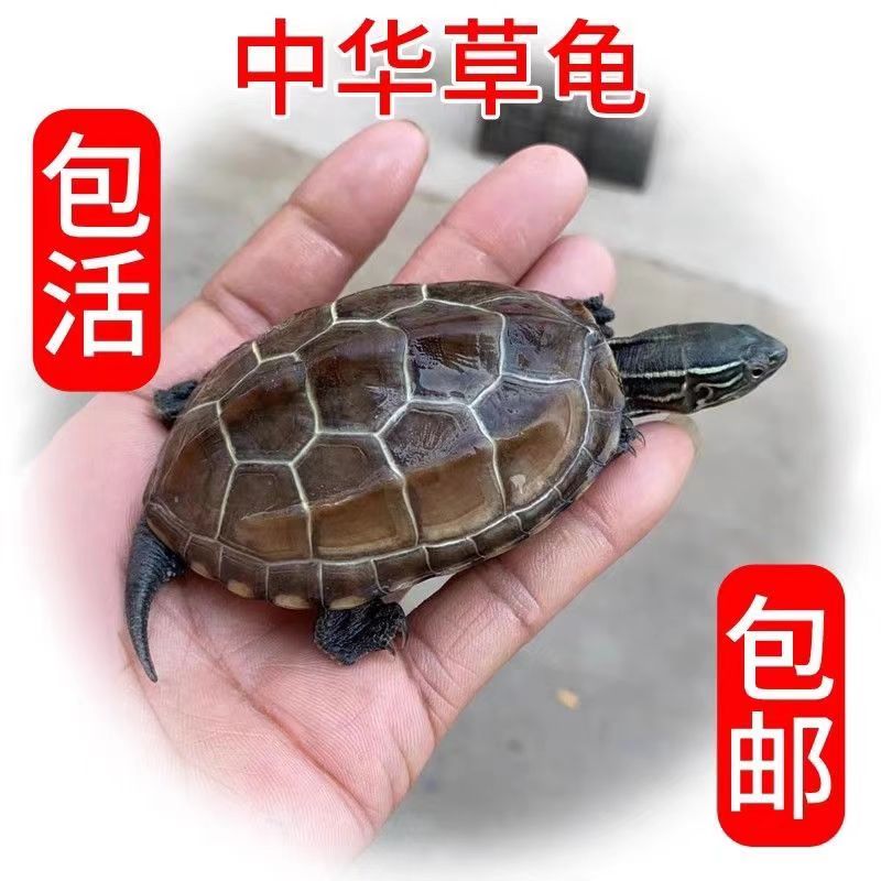 宠物乌龟中华草龟长寿草龟活物外塘精品观赏宠物小乌龟金钱龟