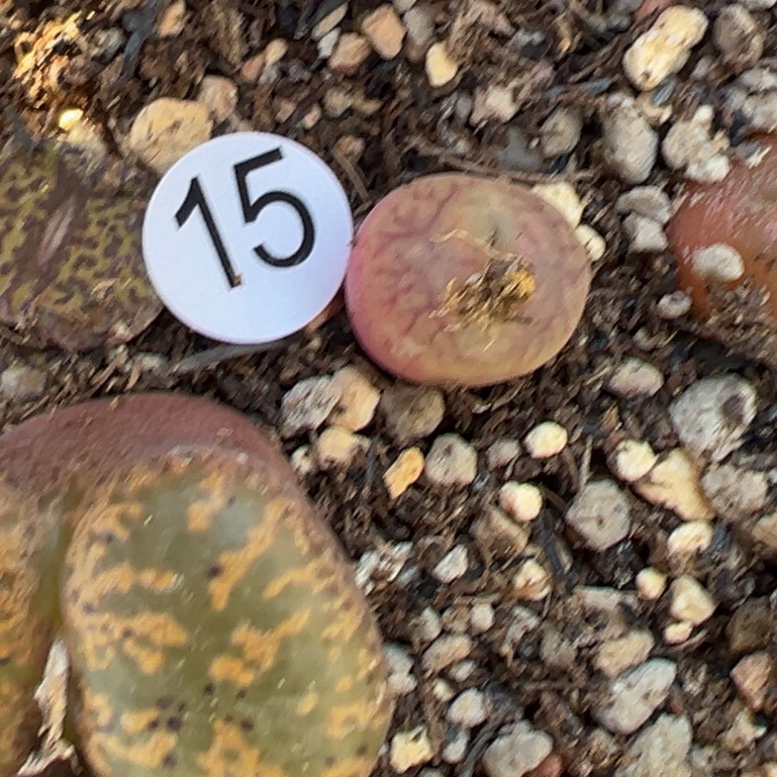 多2植物1111111111111111